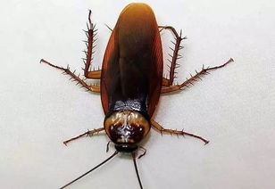 蟑螂，并非咬人吃人的恐怖生物
