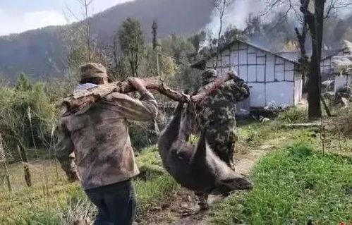 惊险一幕！野猪闯进学校，随后自行游走，校园安全再次引发关注