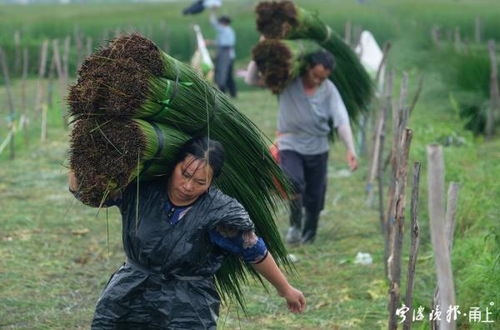 05后蔺草客从贵州到宁波割草